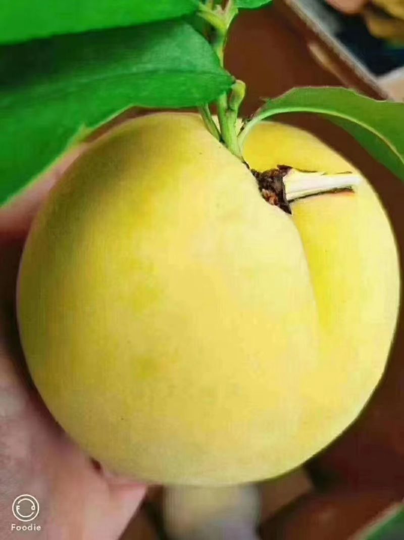 桂东高山黄桃