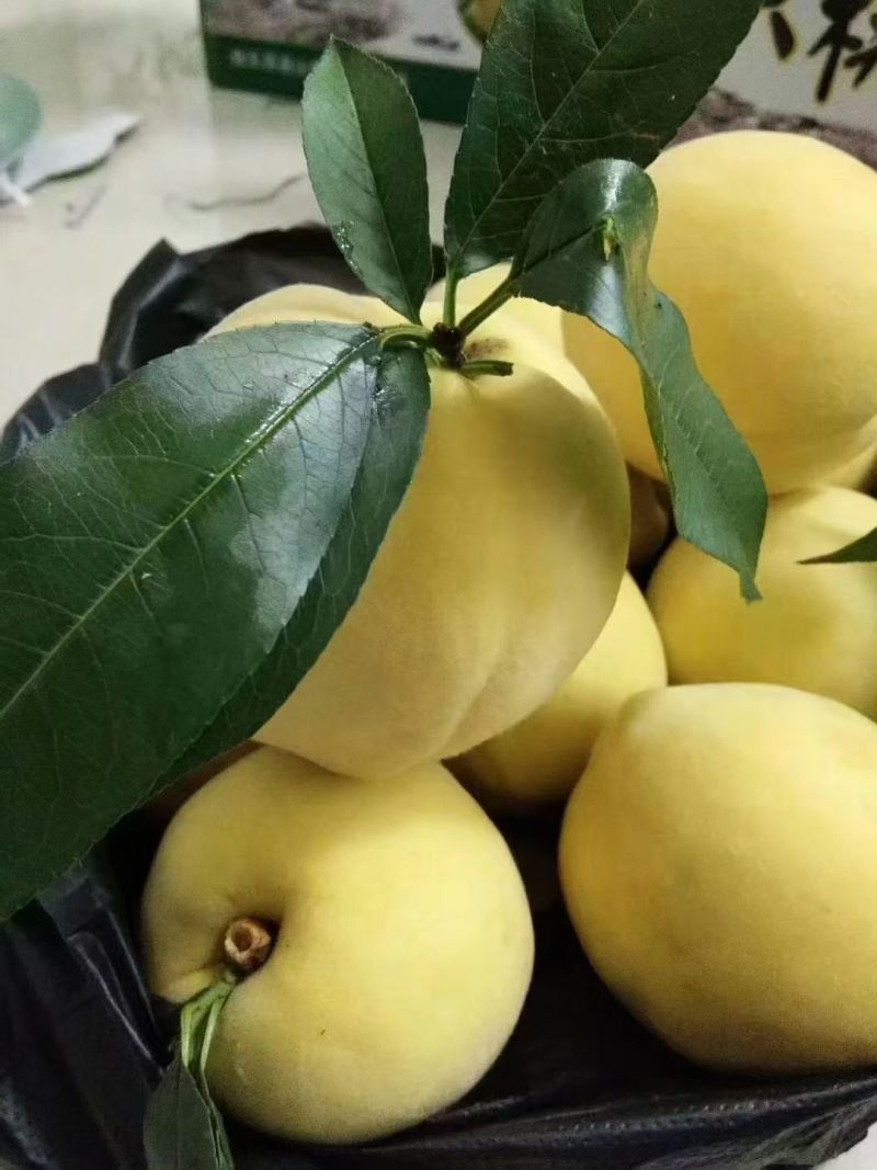 桂东高山黄桃