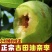 油奈