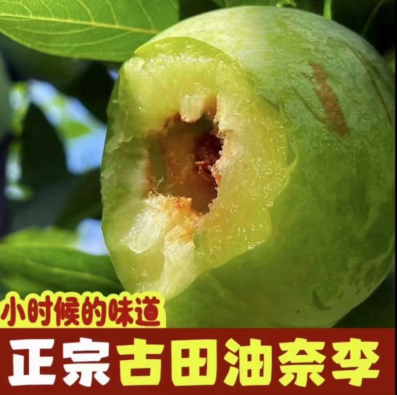 油奈