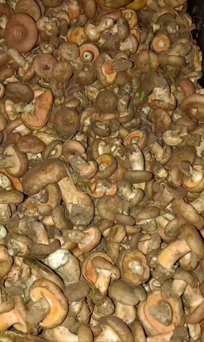 鲜货钟乳菌菇熟菌喇叭菇松菇量大找合作伙伴