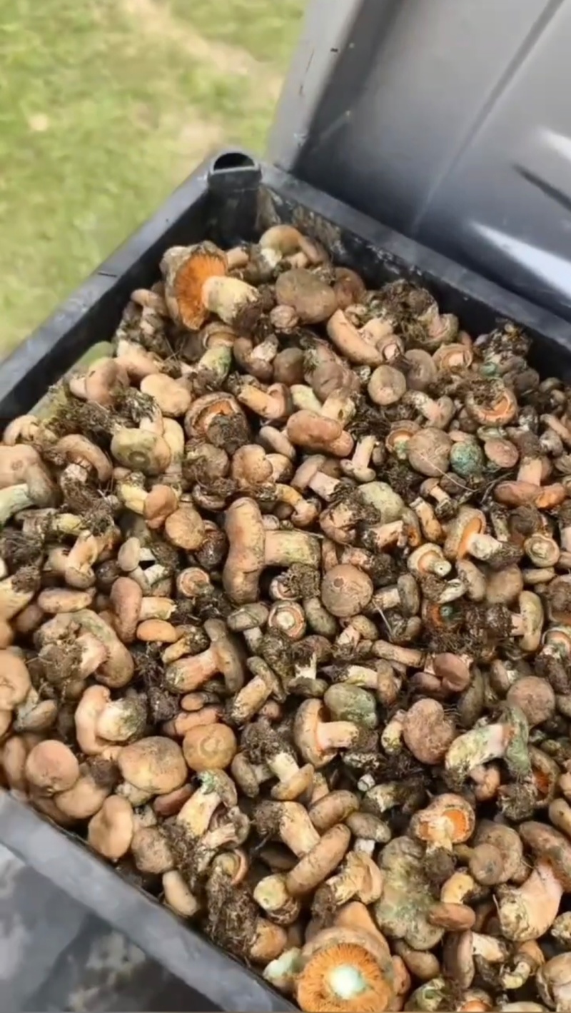 鲜货钟乳菌菇熟菌喇叭菇松菇量大找合作伙伴