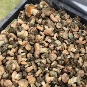鲜货钟乳菌菇熟菌喇叭菇松菇量大找合作伙伴