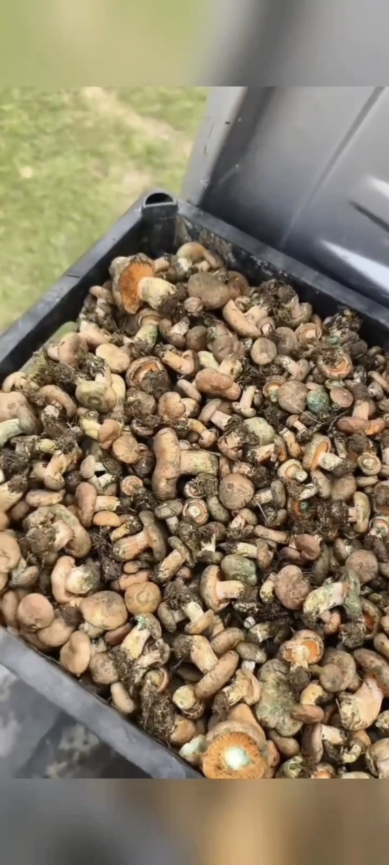 鲜货钟乳菌菇熟菌喇叭菇松菇量大找合作伙伴