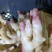 红芽嫩姜
