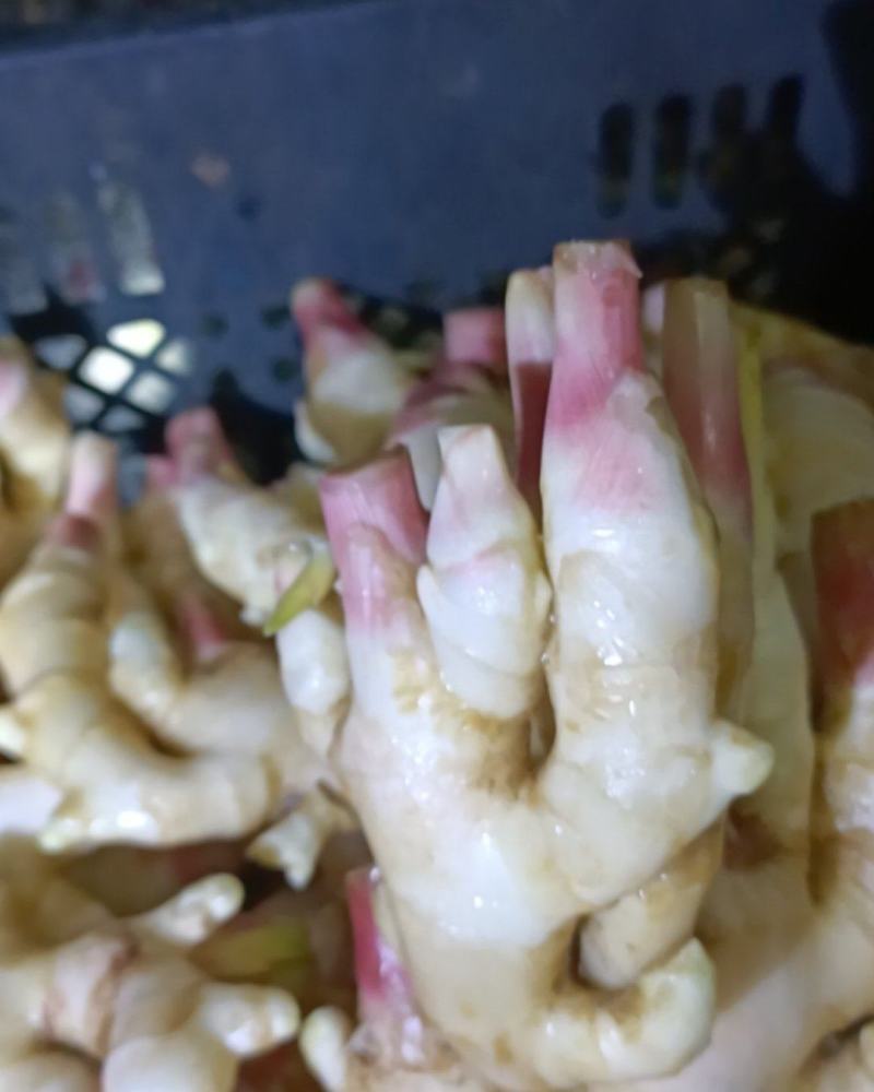 红芽嫩姜