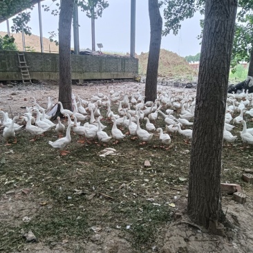 纯粮食散养三花鹅