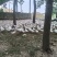 纯粮食散养三花鹅