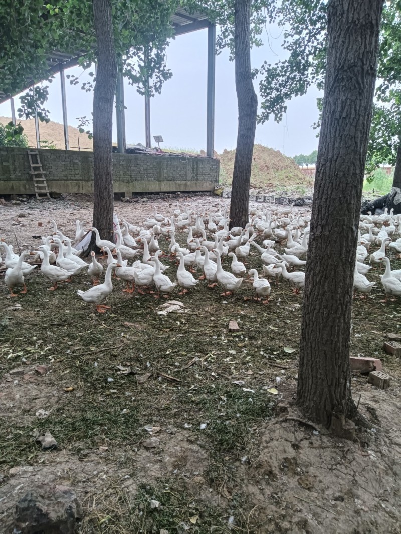 纯粮食散养三花鹅