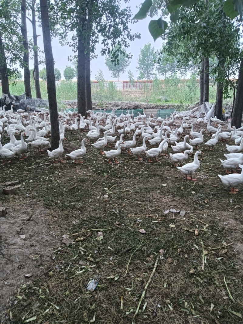 纯粮食散养三花鹅