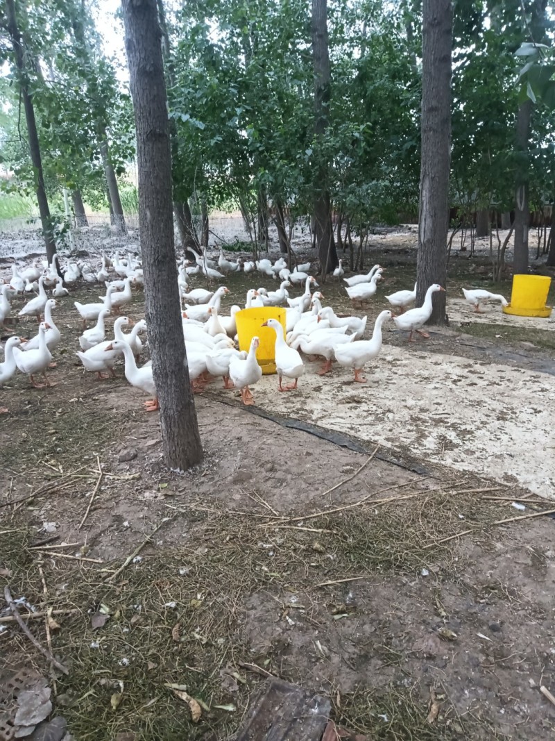 纯粮食散养三花鹅