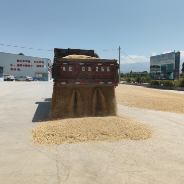 青稞（商品）