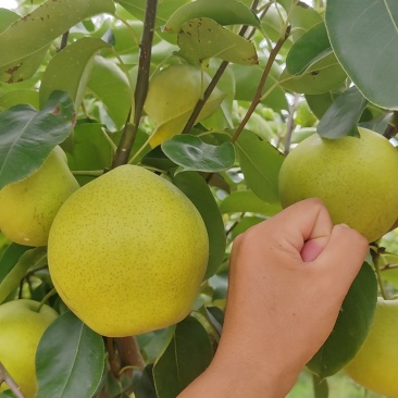 皇冠梨、锦绣黄桃大量现货批发