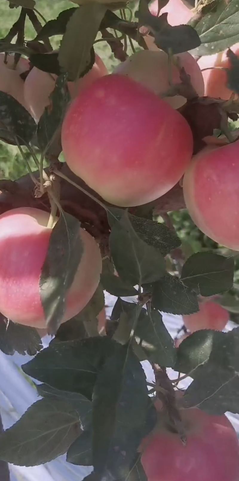 辽宁绥中旮旯嘎啦苹果大量准备上市