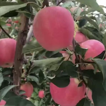 辽宁绥中旮旯嘎啦苹果大量准备上市