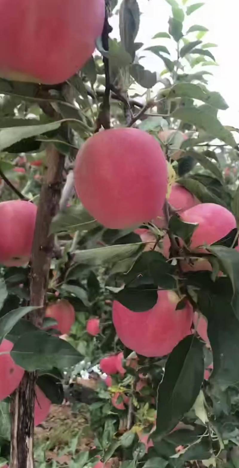 辽宁绥中旮旯嘎啦苹果大量准备上市