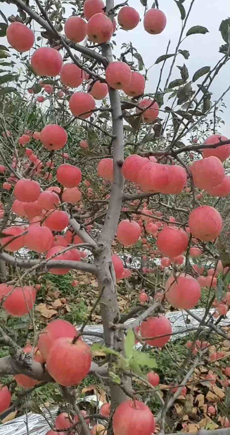 辽宁绥中旮旯嘎啦苹果大量准备上市