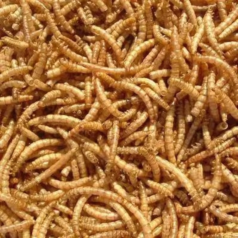 黄粉虫