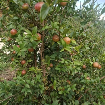 红花油茶