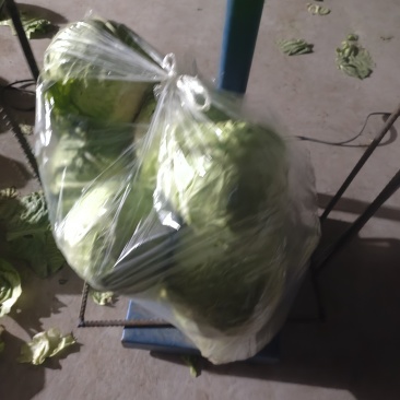 精品甘蓝