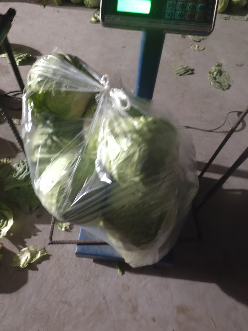 精品甘蓝