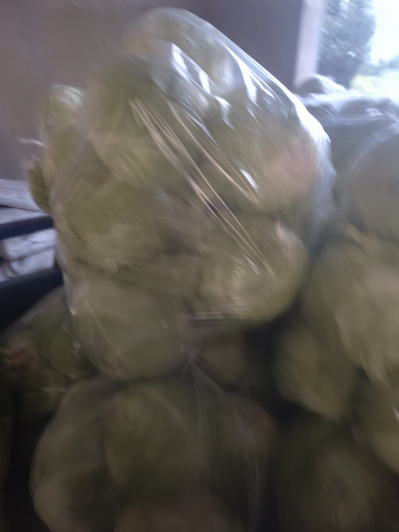 精品甘蓝
