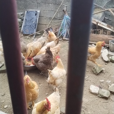 农家纯喂谷土鸡