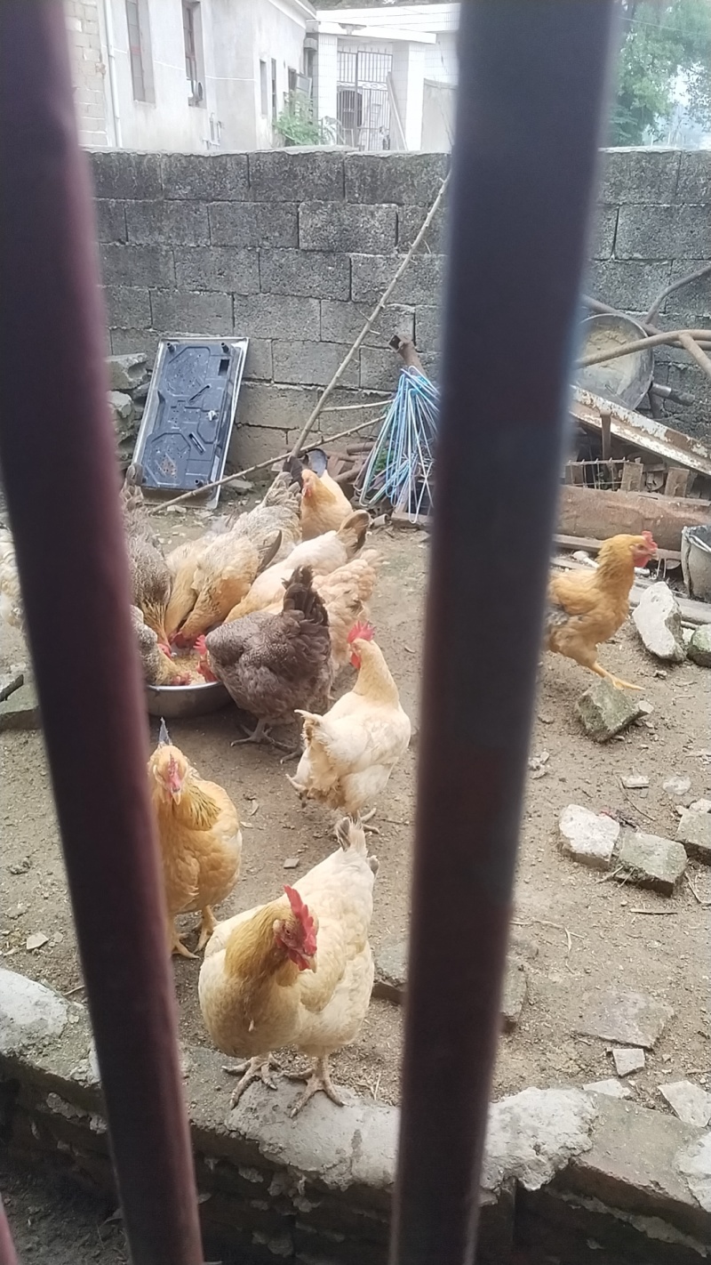 农家纯喂谷土鸡