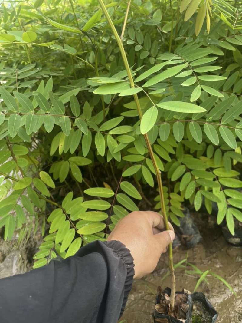 铁刀木苗.发票，两证一签