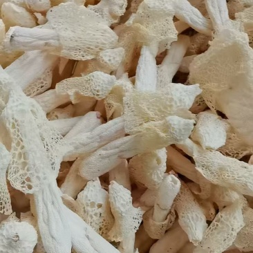 竹荪