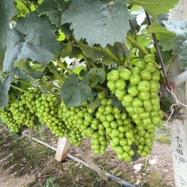 澧县阳光玫瑰