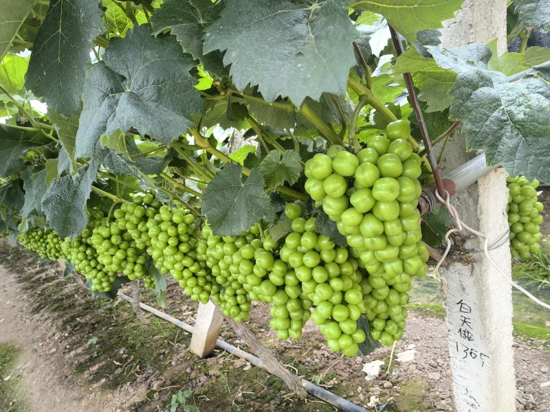 澧县阳光玫瑰