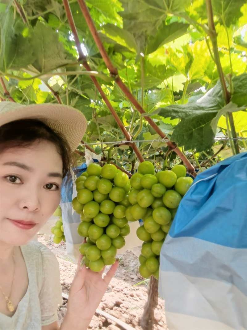 澧县阳光玫瑰