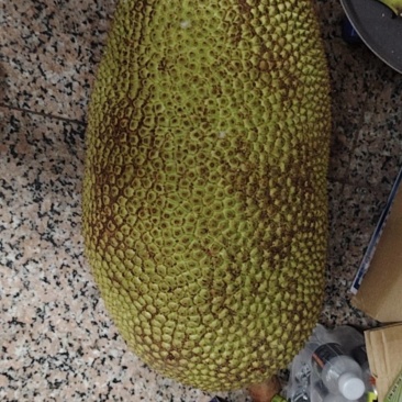 海南波罗蜜