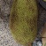 海南波罗蜜