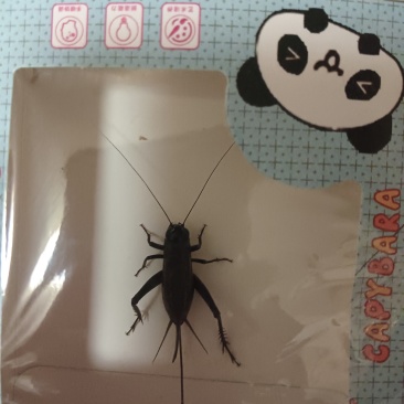 蛐蛐