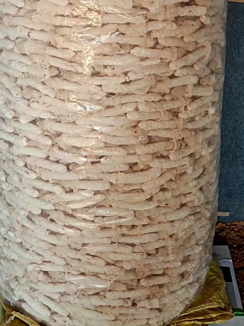 织金无硫红托竹荪