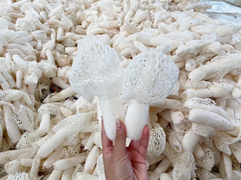 织金无硫红托竹荪