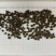 河南猫爪草
