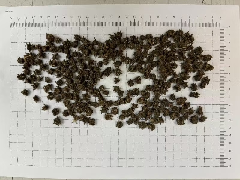 河南猫爪草