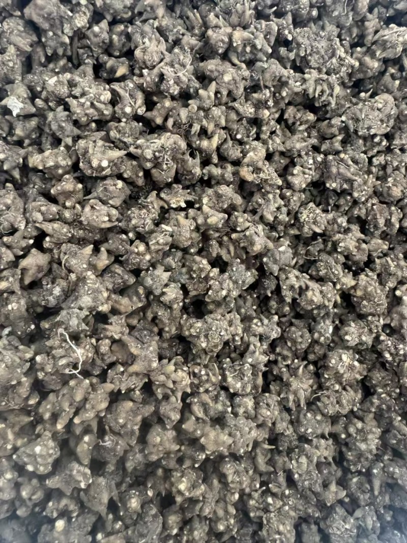 河南猫爪草