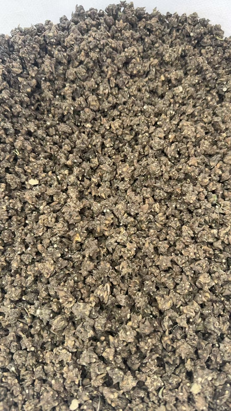 河南猫爪草