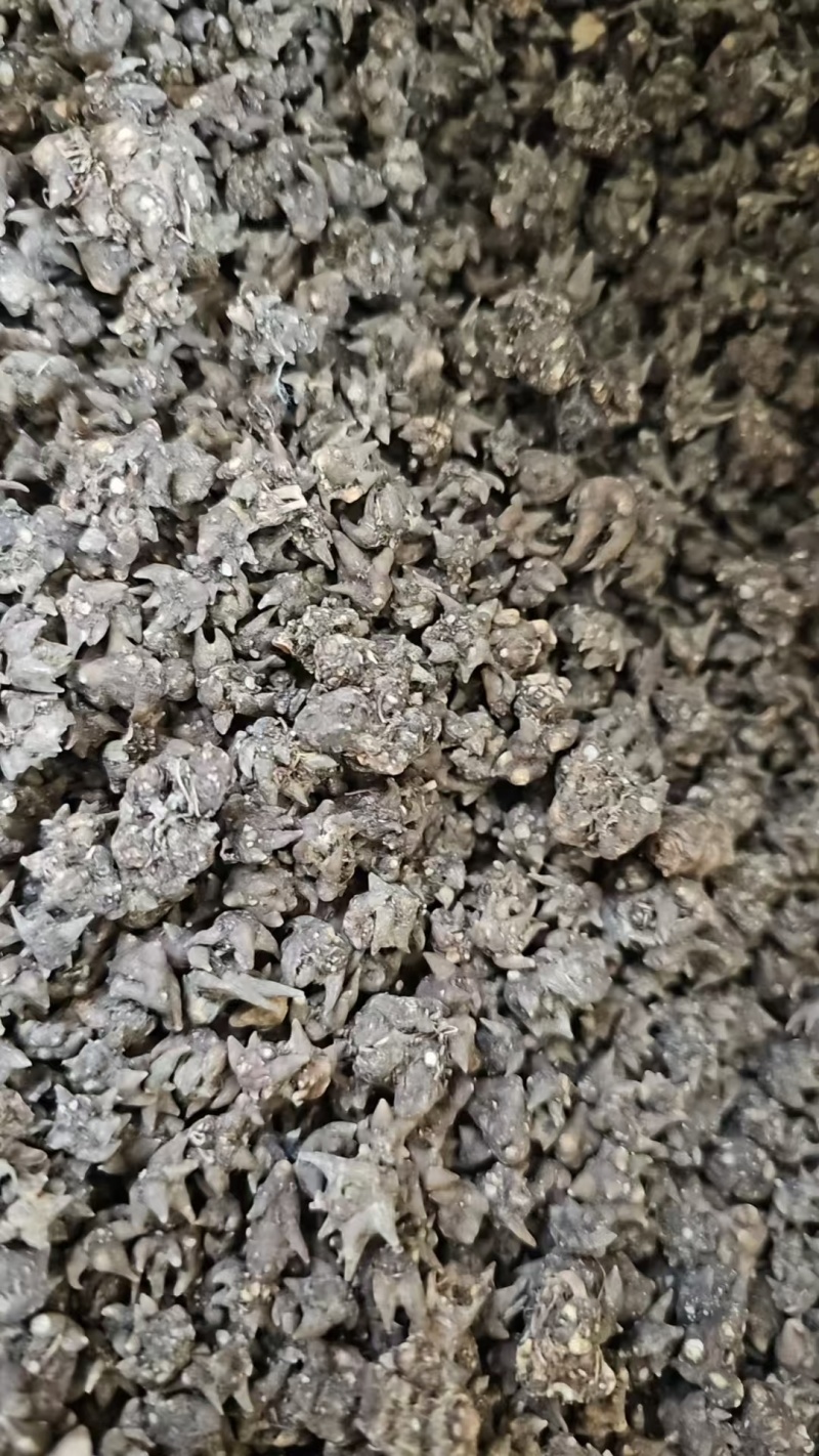河南猫爪草