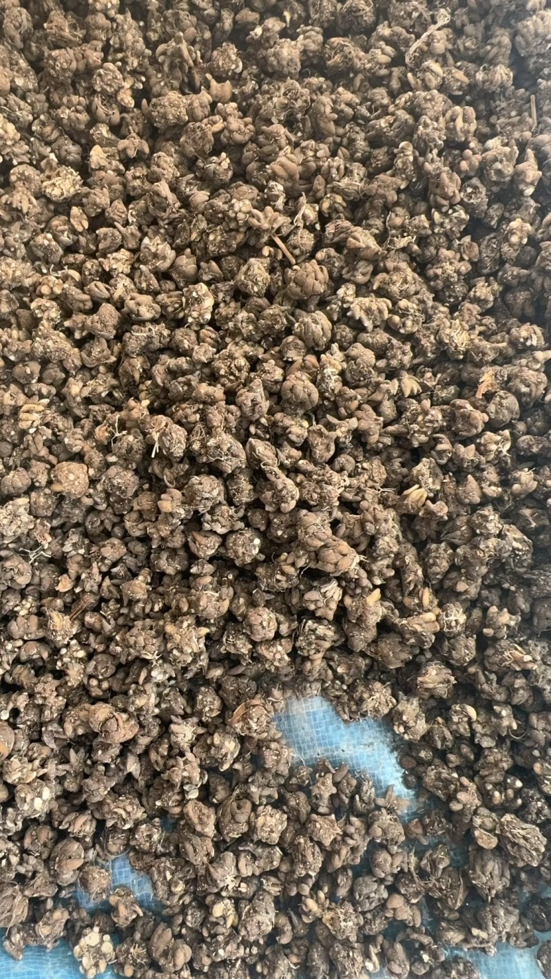 河南猫爪草