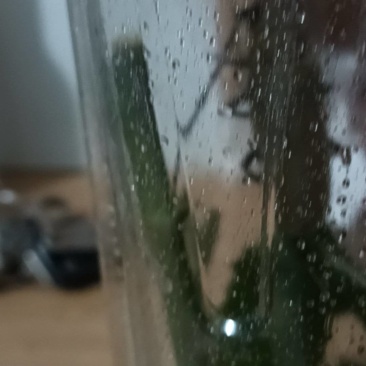 天牛