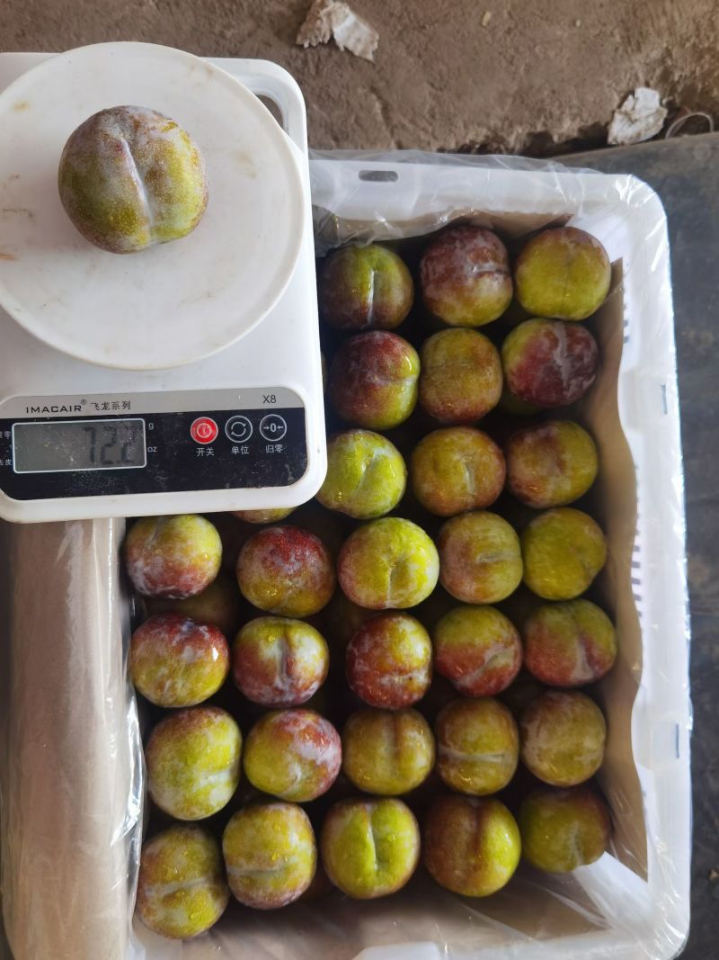 精品半边红出售6万斤