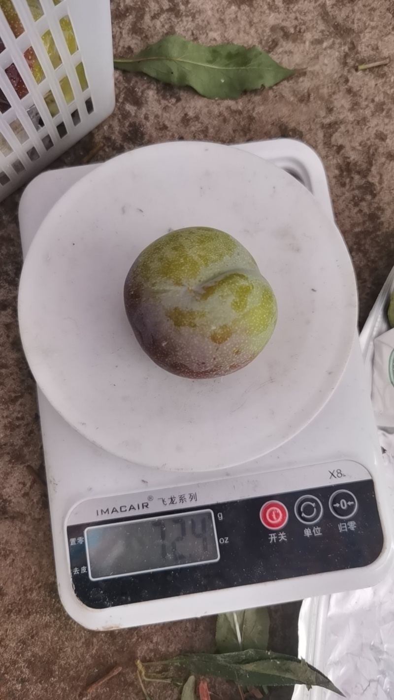 精品半边红出售6万斤