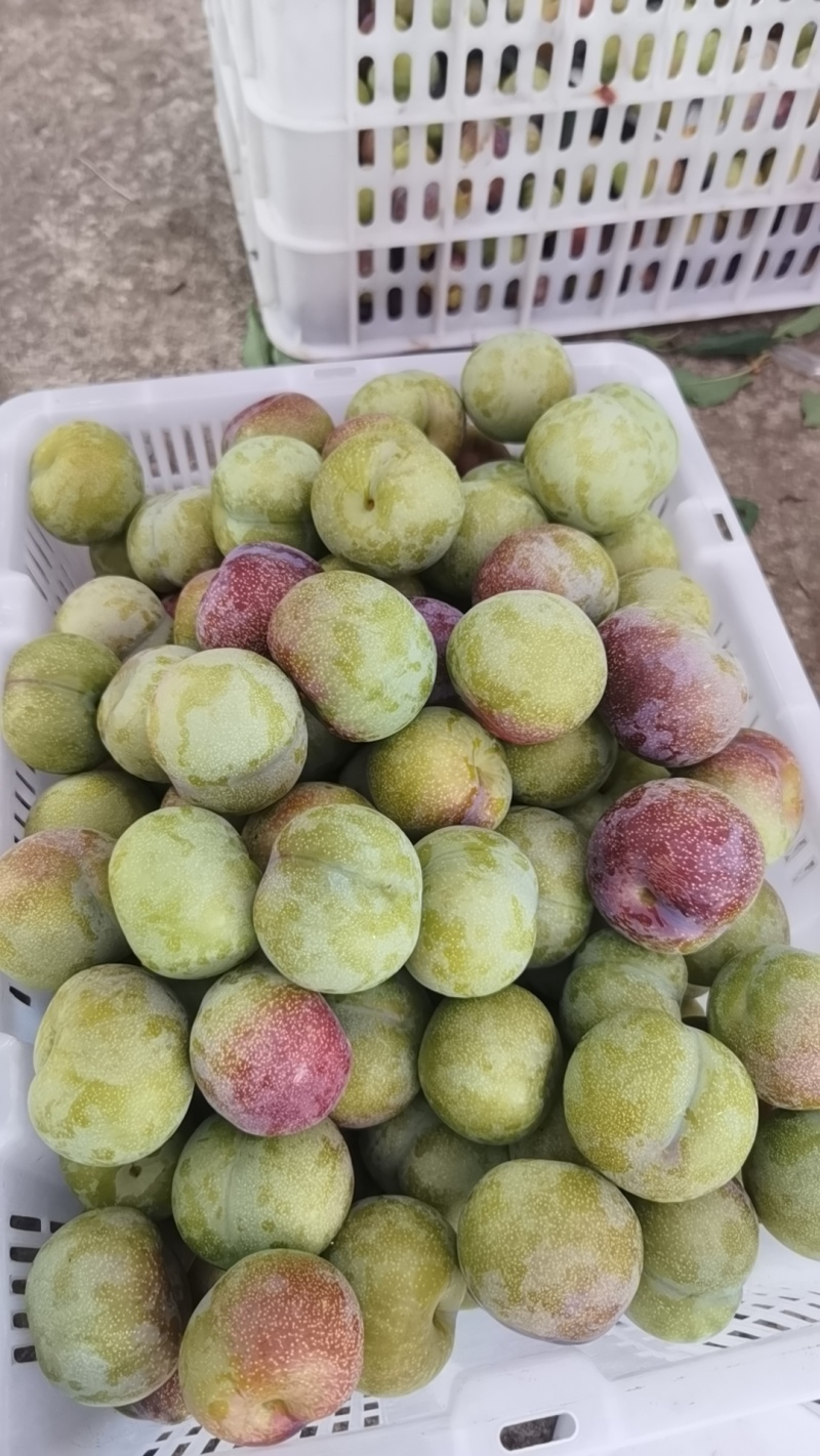 精品半边红出售6万斤