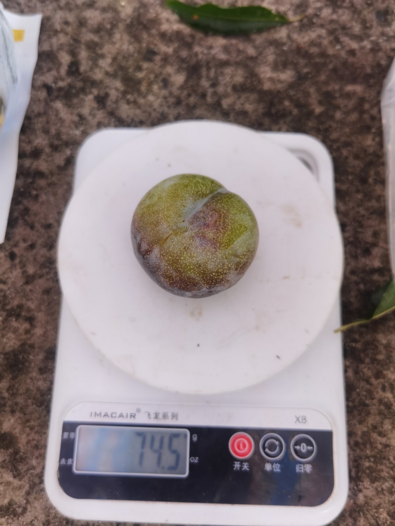 精品半边红出售6万斤