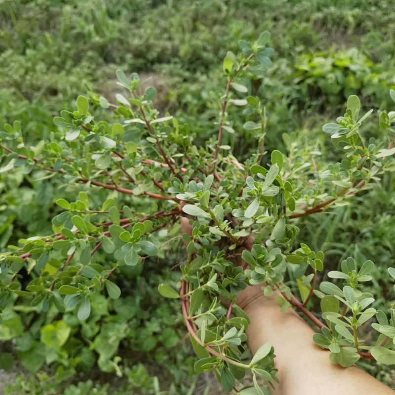 马齿苋马蜂菜一点农药都没打，野生自然生长